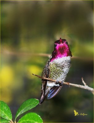 Annas Hummingbird.jpg