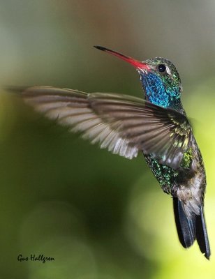 Broad-billed Humminbird.jpg