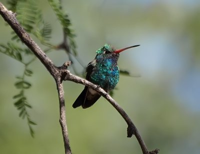 Broad-billed Hummingbird_.jpg