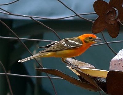 Flame-colored Tanager.jpg