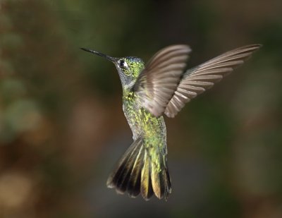 Magnificent Hummingbird.jpg