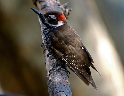 Arizona Woodpecker.jpg