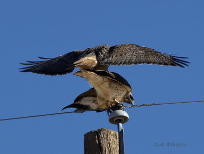 Redtail Hawks.jpg