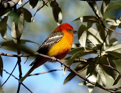 Flame-Colored Tanager.jpg