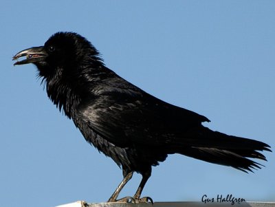 Common Raven.jpg
