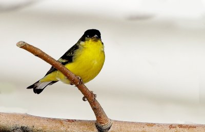Lesser Goldfinch.jpg