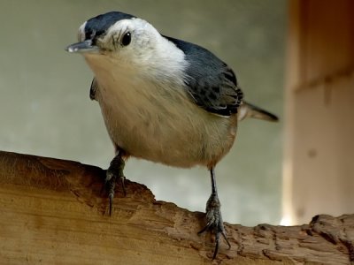 White-breasted Nuthatch.jpg