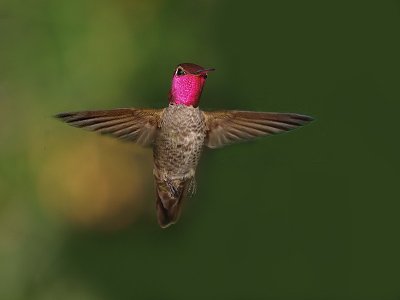 Annas Hummingbird.jpg