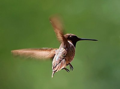 Black-chinned Hummingbird.jpg