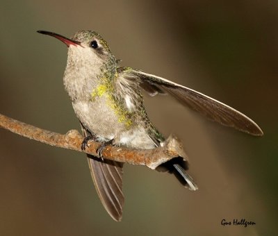 Broad-billed Hummingbird Juvenile.jpg