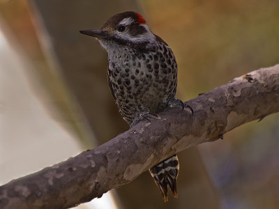 Arizona Woodpecker.jpg