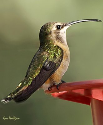 Lucifer Hummingbird Female.jpg