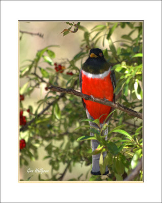 Elegant Trogon