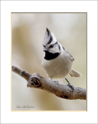 Bridled Titmouse