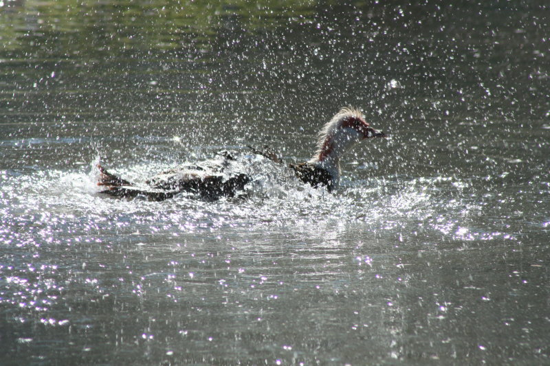 Splish~Splash~Takin a Bath!