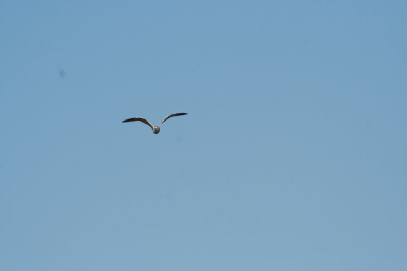 Soaring ~