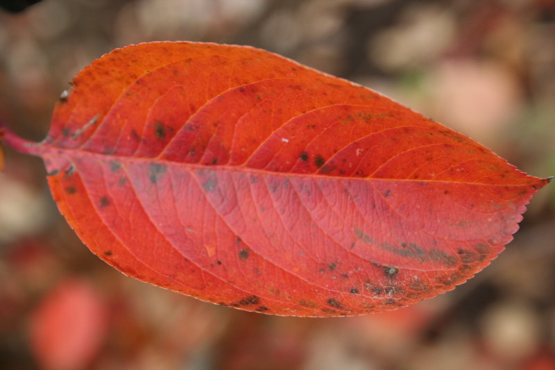 Leaf in the Autumn Day...
