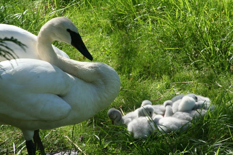 Baby Swans!