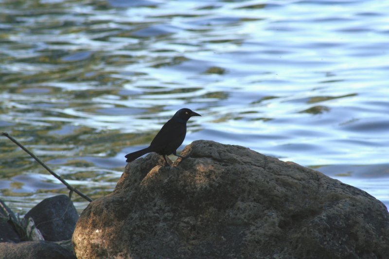 Stand on the Rock...