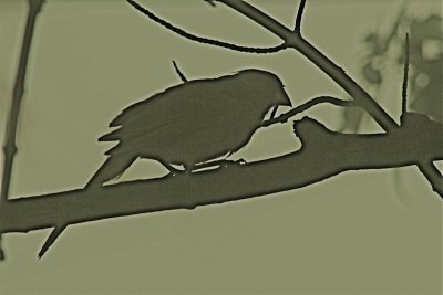 The Bird and the Branch...