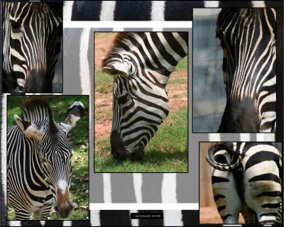 ~ The Zebra ~