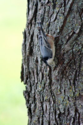 Blue Pecker...