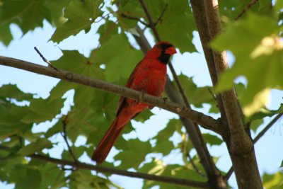 The Red Cardinal...