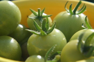 Tiny Green Tomato's~
