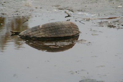 An Old Tire Down the Lake...