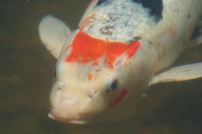 Swimming Fishy...
