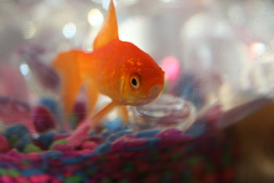 Rosa the Fish...