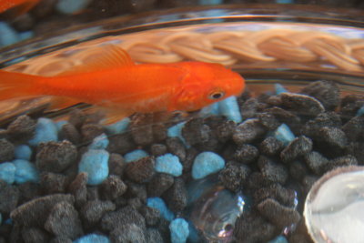 Bud the Fishey...