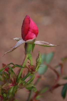 Autumn Rosebud...