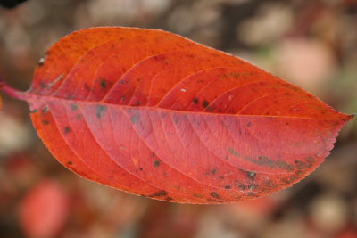 Leaf in the Autumn Day...