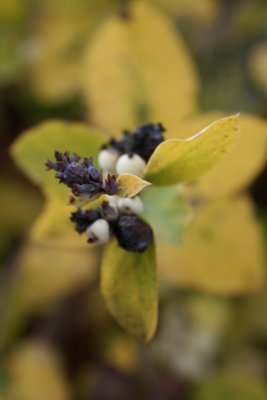 A Bit of Berries...