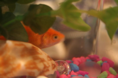 Well... 'Rosa' the Fishy went to Meet Nemo, Welcome Home to 'Bell' ~