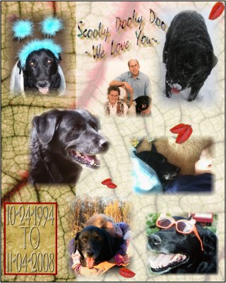 ** Through the Years ~ My Dogs **