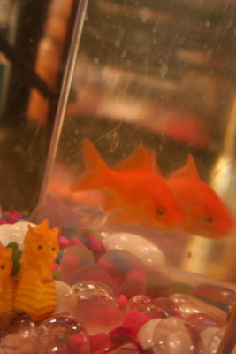 Well... 'Bell' the Fishy went to Meet Nemo, Welcome Home to 'Jingle Bell' ~