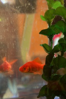 Well... 'Teddy Bear' the Fishy went to Meet Nemo, Welcome Home to 'Santa' ~