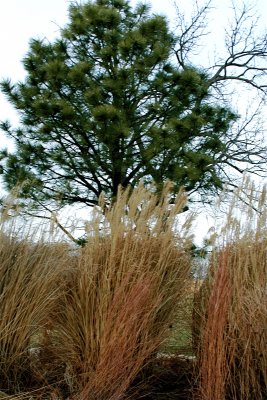 Winter Colors...