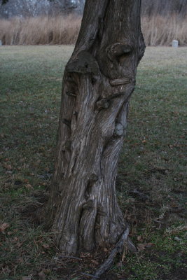 Nature's Beauty in Bark...