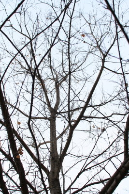 Looking Waaay Up in the Tree!