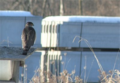 I was 'blessed' to see this Big Bird!