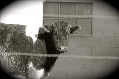 Cow...
