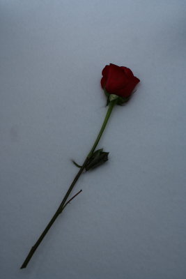 One Rose in the Snow...