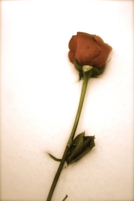 The Rose - closeup -