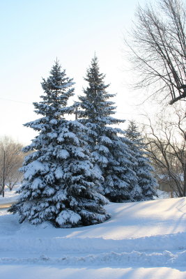 Sprucy Snowy Pines...