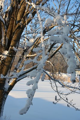 Snowy Branch...
