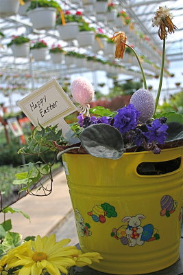 Plants Blooming...
