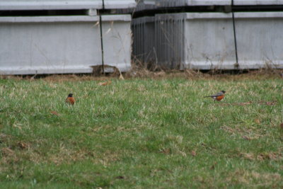 2 Red Robins